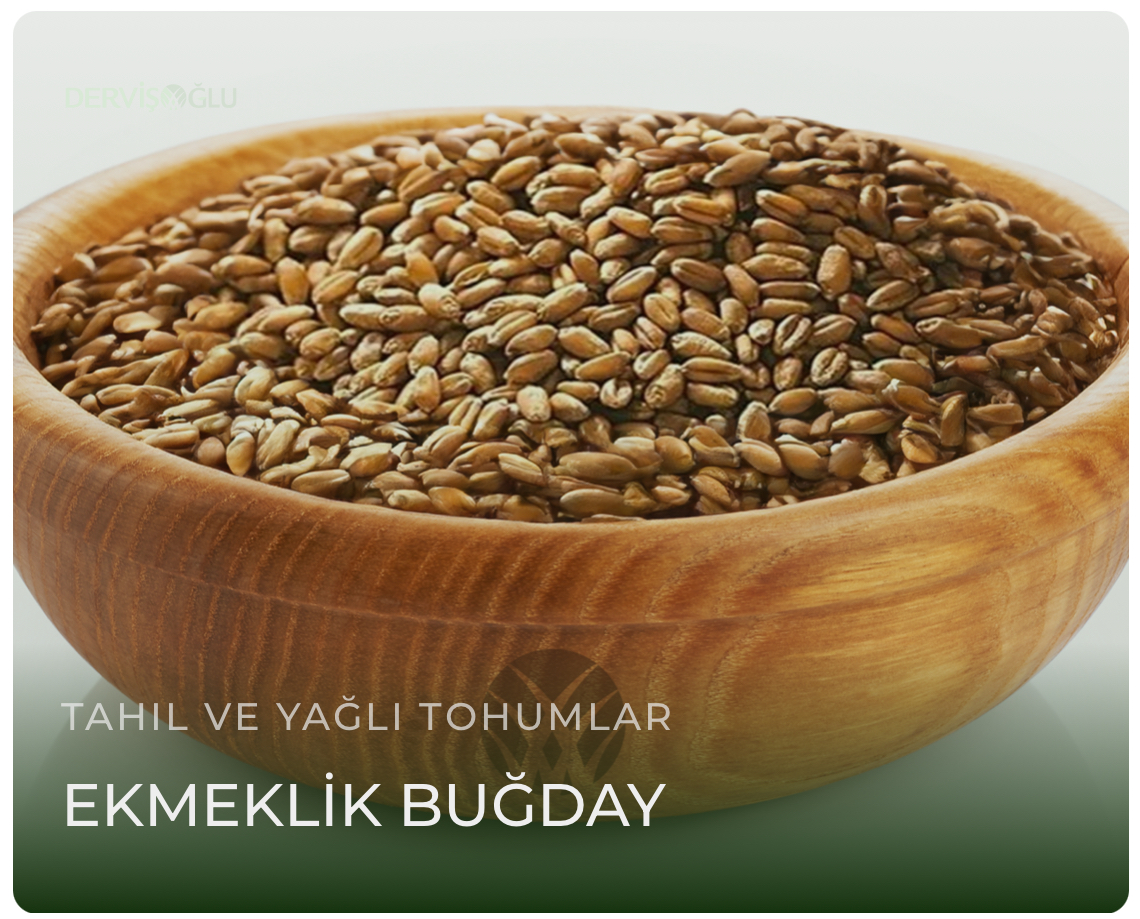 Ekmeklik Buğday