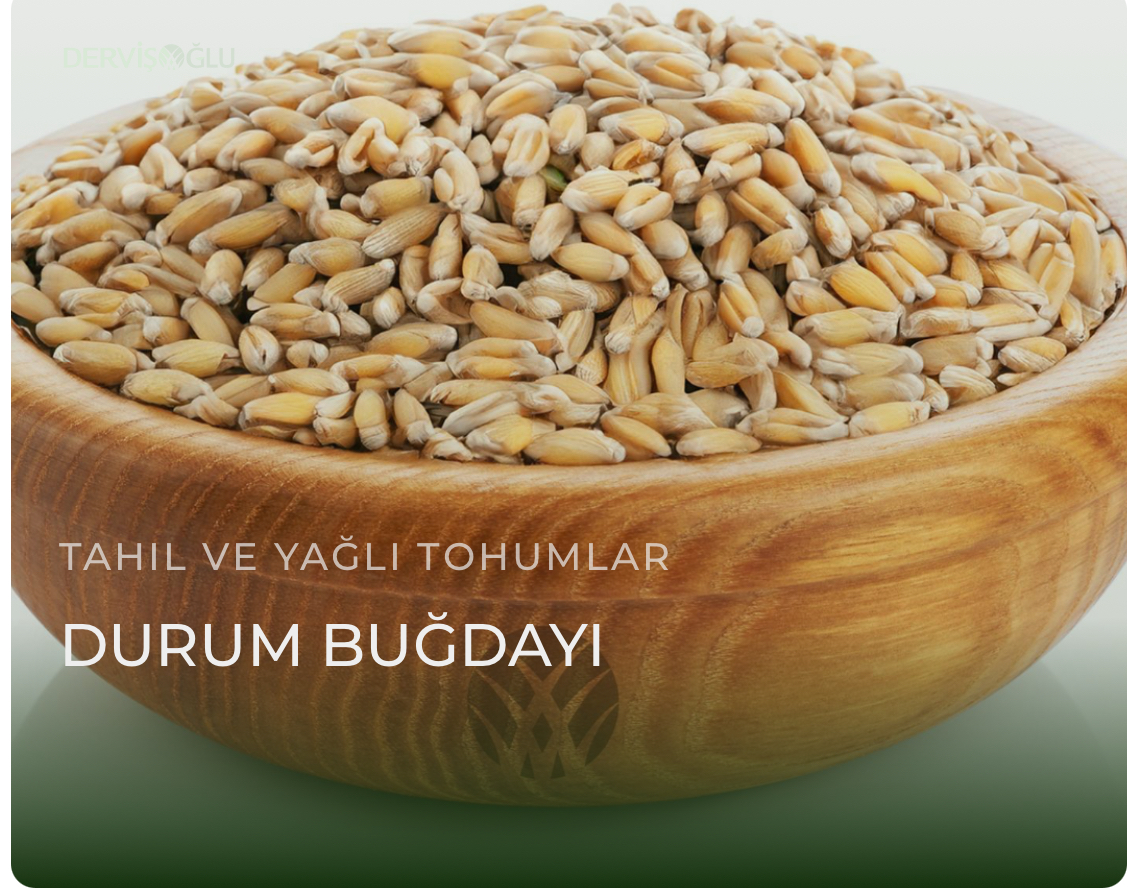Durum Buğdayı