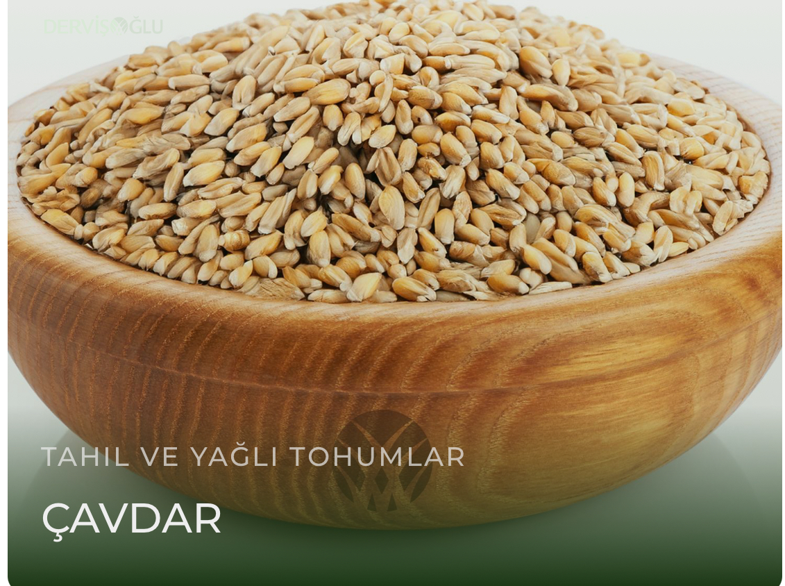Çavdar
