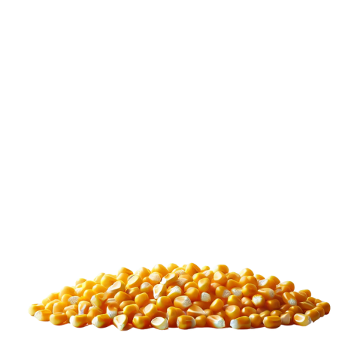 Mısır